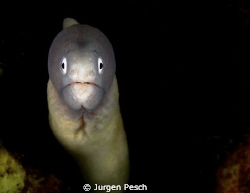 moray eel by Jurgen Pesch 